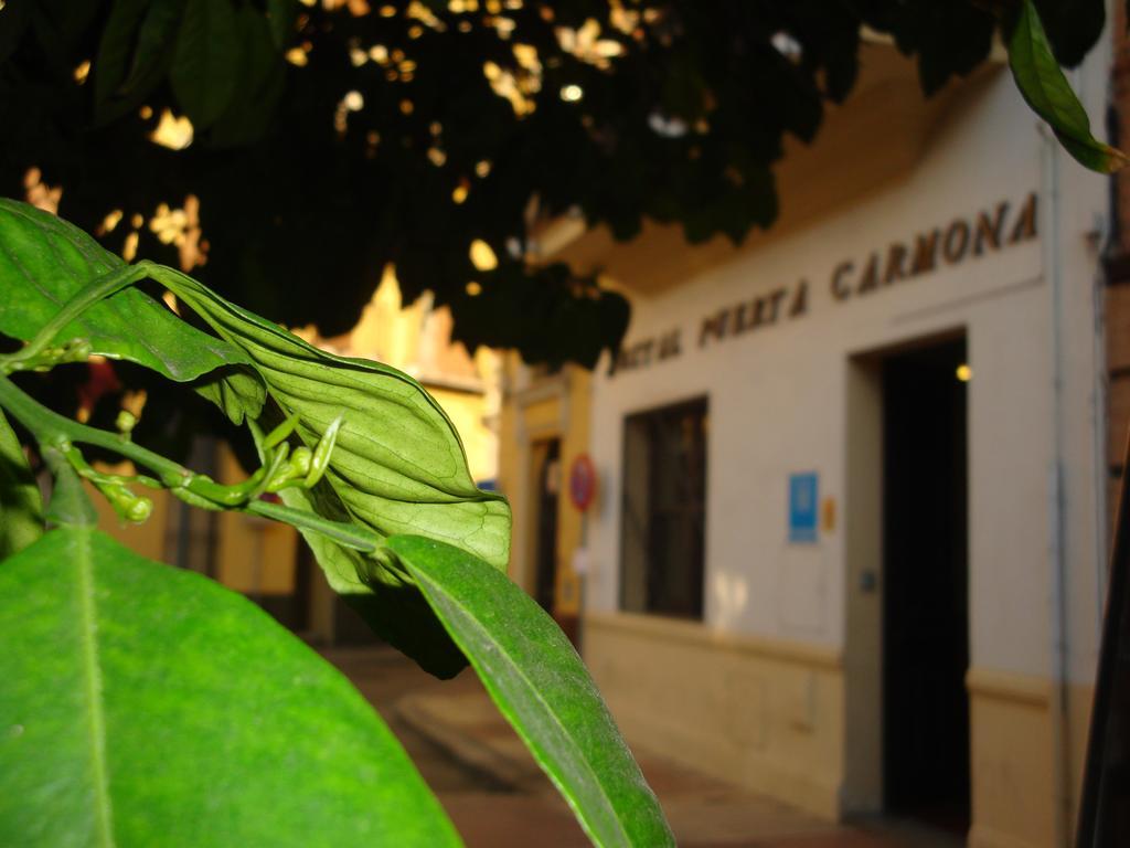 Hostal Puerta Carmona Seville Exterior photo